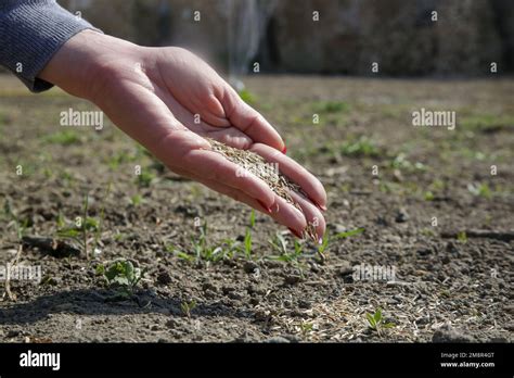 Grass Seed In Hand Planting Grass Process Of Sowing And Growing A Lawn Serie Of Photos Stock