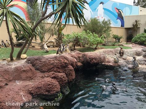 Penguin Encounter At Seaworld San Diego Theme Park Archive