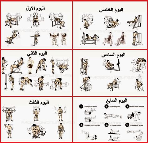 جدول تمارين كمال الاجسام للمبتدئين مدونة المايسترو