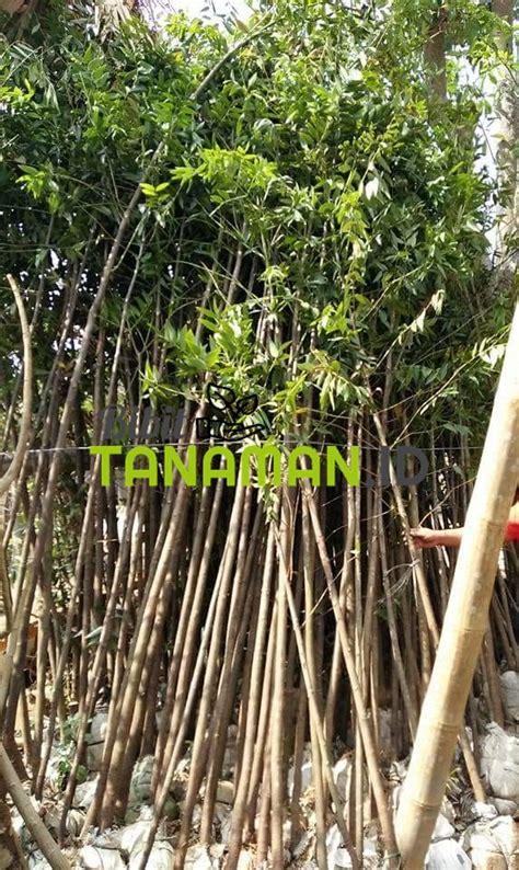 Jual Damar Berkualitas Bibittanaman Id