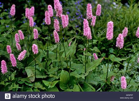 Persicaria Bistorta Bistort Upirght Pink Flower Spikes On Thin Stems