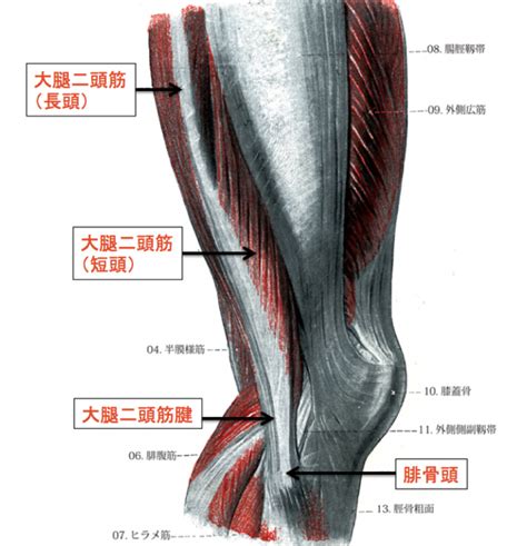 大腿二頭筋の解剖学的知識まとめ｜作用から肉離れが多い理由まで全て解説！ 目指せスポーツドクター目指せスポーツドクター