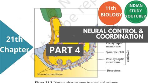 Ncert Class Th Biology Chapter St Neural Control And Coordination