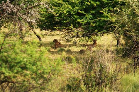 Cheetahs Img 0937 Poo Tee Weet Flickr