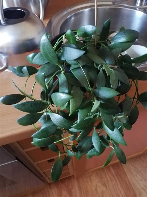 Dischidia Acuminata D24 Hoya Rzadki Gatunek Hoia Hoja Kolekcjonerska