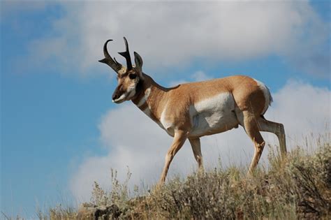 Behavioral Study Of Greater Yellowstone Pronghorn Finds Highway