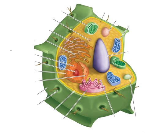 Celbiologie De Plantaardige Cel Diagram Quizlet