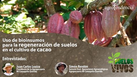 Uso de bioinsumos para la regeneración de suelos en el cultivo de cacao