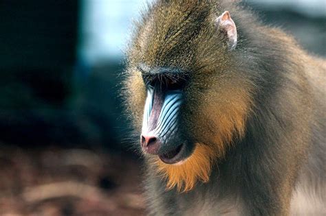 9 Different Types of Monkeys (Species List) | Animal Start