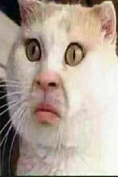 Funny Cat Faces Goofy Cats Cat Pfp Silly Cat Doodles Komik