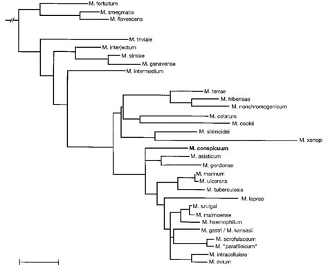 Phylogenetic Tree Based On 16s Rrna Sequences Illustrating The Position