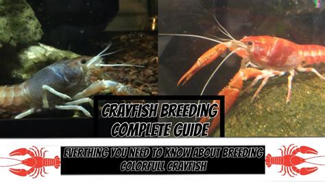 Complete Crayfish Breeding Guide Youtube