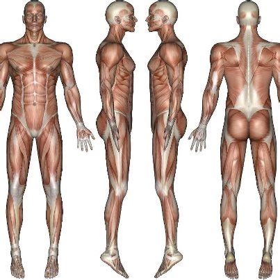 Posture Assessment Chart Anatomy Reference Anatomy Massage Pictures