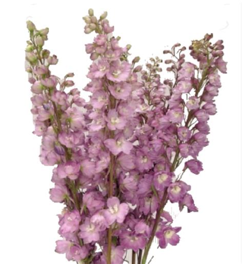 Buy Bulk Blush Rose Delphiniums Cut Flower Growers Budzi