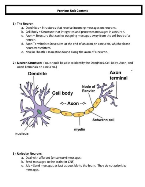 Anatomy Unit 2 Nervous System Everything You Need To Know And Drill Q