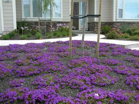 Drought Resistant Ground Cover Plants