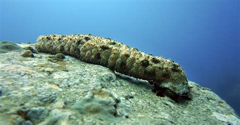 Sea Cucumbers Are So Valuable That People Are Risking Their Lives