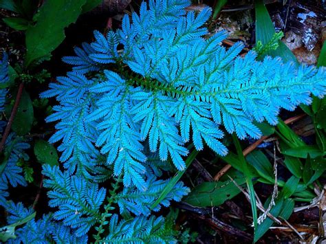 This Is A Spikemoss From Genus Selaginella Its