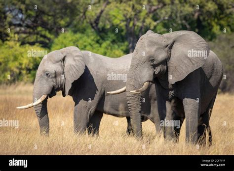 Two Elephants Standing Together In Dry Grass With Green Trees In The