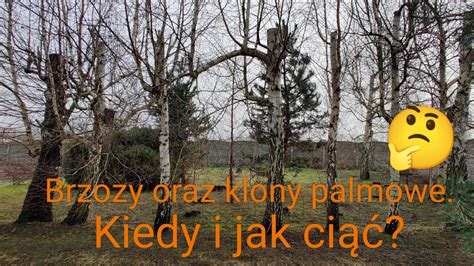 Jak I Kiedy Ci Brzozy I Klony Palmowe Youtube