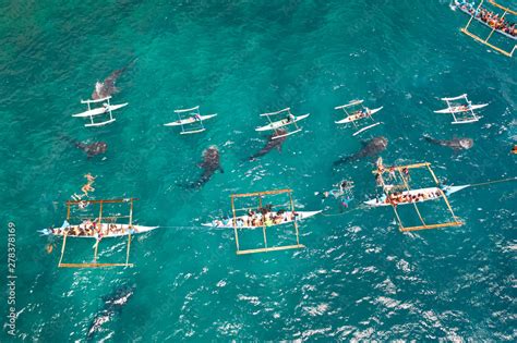 Foto De Tourists Are Watching Whale Sharks In The Town Of Oslob