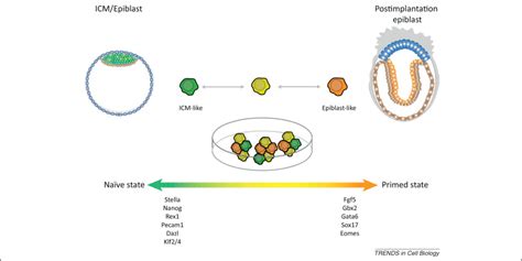 Uncovering The True Identity Of Naïve Pluripotent Stem Cells Trends In