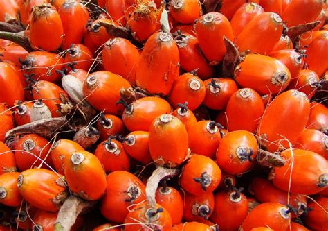 Do Que É Feito O Azeite De Dendê - Brasil Gastronomia: CURIOSIDADES: Saiba como é feito o azeite de dendê.