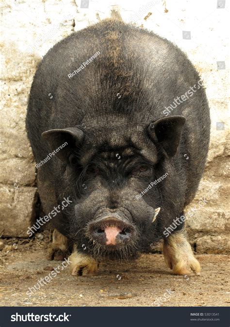 Vietnamese Pig Potbellied Hog Stock Photo 53013541 Shutterstock