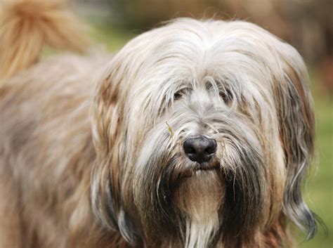 Tibetan Terrier