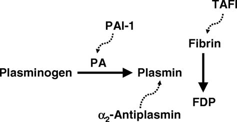 Vascular Functions Of The Plasminogen Activation System