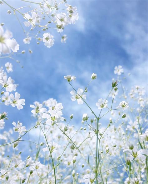 White flowers and big blue skies - such a dreamy summery photo by ...