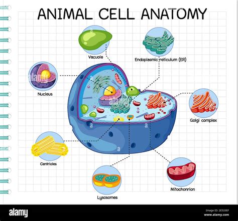 Illustration Animal Cell Diagram