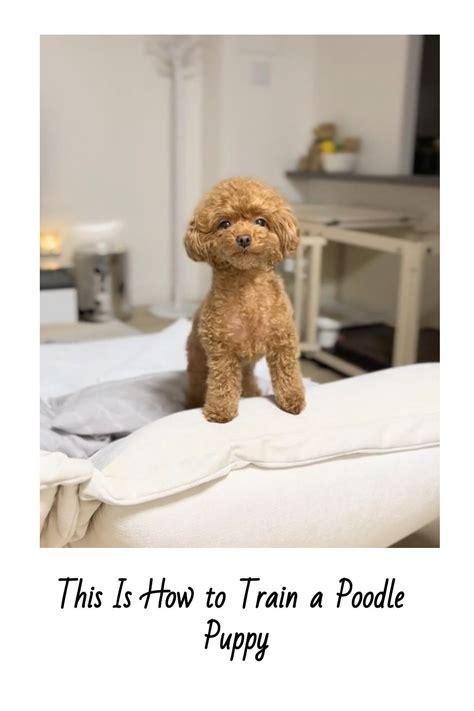 Toy Poodle Puppy Training: 5 Simple Techniques for New Owners