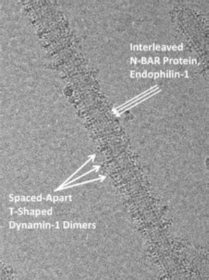 Electron Cryomicroscopy of Membrane-Associated Machines - Frost Lab Research