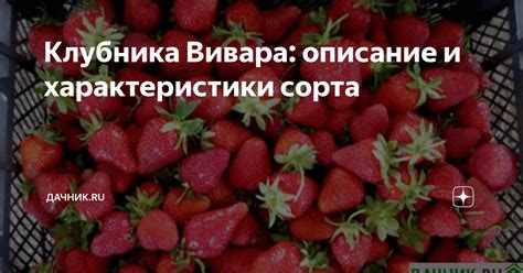 Клубника Вивара: описание и характеристики сорта | Дачник.RU | Дзен