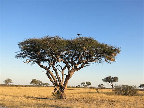 10 Things You Didn't Know About African Acacia Trees | AFKTravel