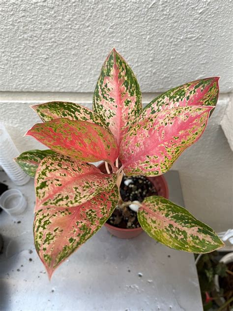 Aglaonema Furniture Home Living Gardening Plants Seeds On Carousell