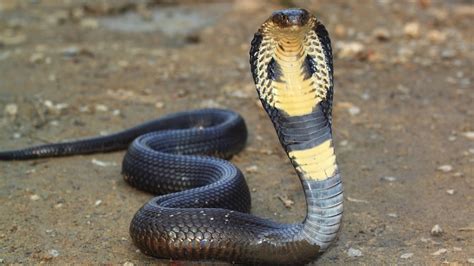 Unique Characteristics - King Cobra