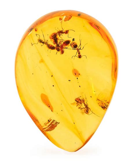 Minerals, Crystals & Fossils - Amber with Ants (Hymenaea protera ...