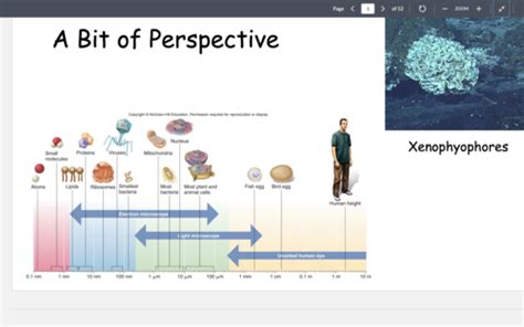 Cell Structure Flashcards Quizlet