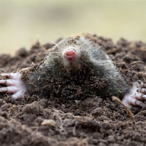 12 Natural Predators of Moles: What Naturally Eats a Mole? - Pest Pointer