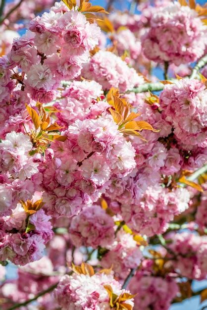 Premium Photo Pink Flowers Are Blooming On Trees