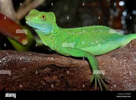 Plumed Basilisk Basiliscus Plumifrons Female Stock Photo Alamy