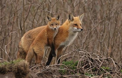 Happy Mothers Day Red Foxes Mother And Kit Slow Turning Flickr