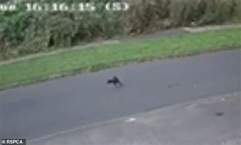 Horrifying Footage Shows Kitten Tossed Out Of Car Window Before Dying