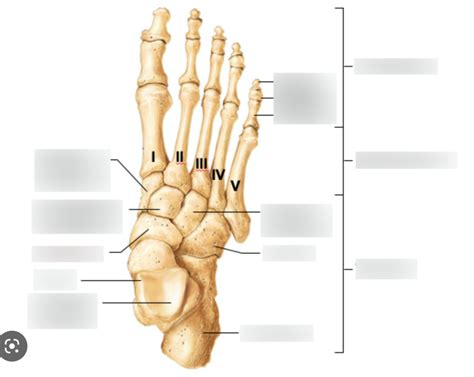 Foot Tarsal Bones Superior View Diagram Quizlet