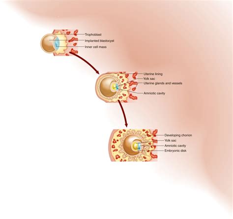 Amniotic Cavity and Placenta – Learn HCIS – LVN and MA Certification