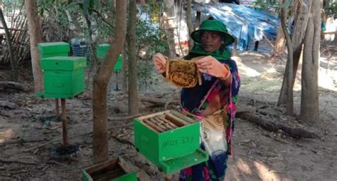 Chhattisgarh tribes taste success raising honeybees – Village Square