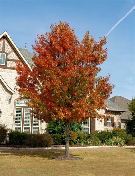 Shumard Red Oak Tree Dallas Texas Treeland Nursery