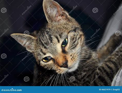 Brindle Cat Resting And Posing Stock Image Image Of Funny Look 46621979